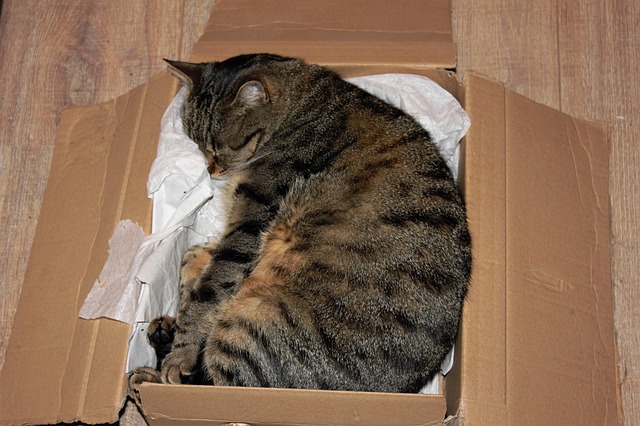 kočka v kartonové krabici